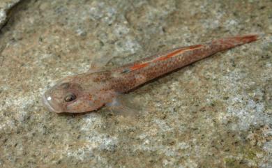 Rhinogobius rubromaculatus Lee & Chang, 1996 短吻紅斑吻鰕虎