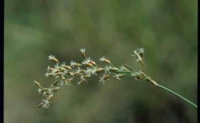 Fimbristylis dichotoma (L.) Vahl 竹子飄拂草