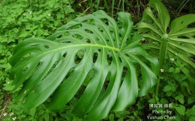 Monstera deliciosa Liebm. 龜背芋