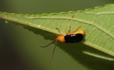 Cerophysa taiwana (Chujo, 1935) 臺灣熙螢金花蟲