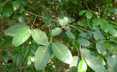 Ficus tinctoria G.Forst. 山豬枷