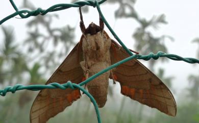 Marumba sperchius sperchius Ménétries, 1857 栗六點天蛾