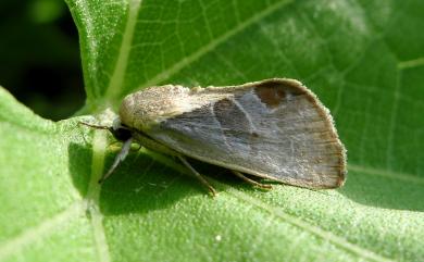 Westermannia elliptica elliptica Bryk, 1913