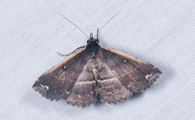 Adrapsa ablualis Walker, 1859 廣櫛裳蛾