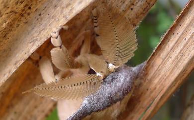Antheraea pernyi (Guérin-Méneville, 1855) 姬透目天蠶蛾
