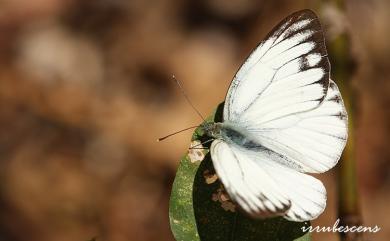 Cepora nerissa cibyra 黑脈粉蝶
