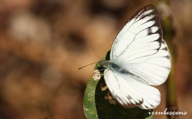 Cepora nerissa cibyra (Fruhstorfer, 1910) 黑脈粉蝶