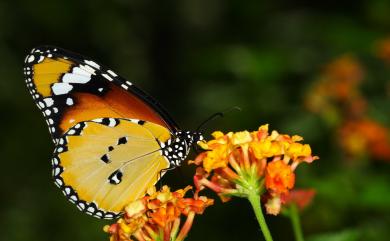 Danaus chrysippus (Linnaeus, 1758) 金斑蝶