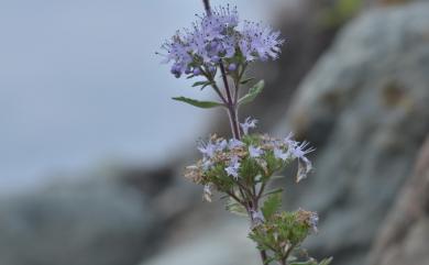 Caryopteris incana 灰葉蕕