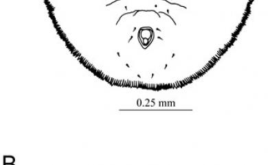 Aleuromarginatus bauhiniae David, 1976 菊花木緣粉蝨