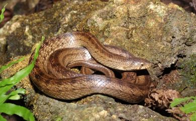 Oligodon formosanus Günther, 1872 赤背松柏根