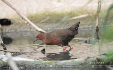 Zapornia fusca erythrothorax (Temminck & Schlegel, 1849) 緋秧雞