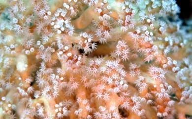 Siphonogorgia splendens Kükenthal, 1906 燦爛管柳珊瑚