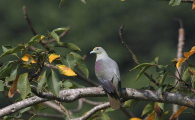 Treron formosae Swinhoe, 1863 紅頭綠鳩