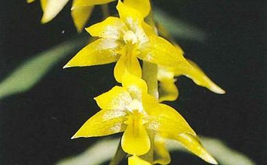 Dendrochilum uncatum Rchb.f. 黃穗蘭