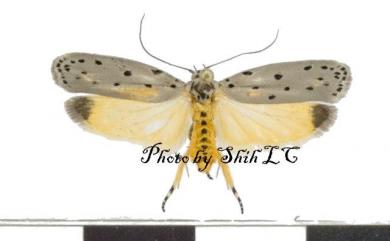 Ethmia nigroapicella (Saalmueller, 1880) 端黑篩蛾