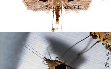 Deltoplastis commatopa Meyrick, 1932 塊三角折角蛾