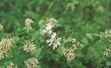 Abelia chinensis var. ionandra 臺灣糯米條