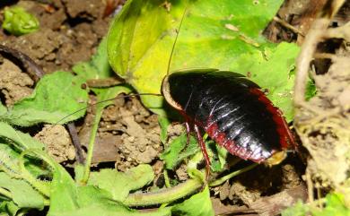 Opisthoplatia orientalis (Burmeister, 1838) 東方水蠊