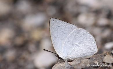 Curetis brunnea Wileman, 1909 臺灣銀灰蝶