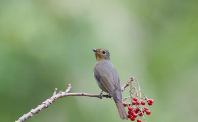 Niltava vivida vivida (Swinhoe, 1864) 黃腹琉璃