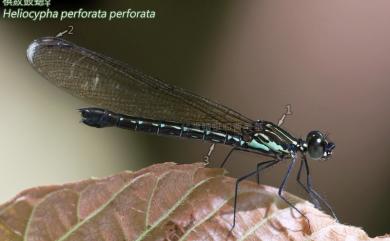 Heliocypha perforata perforata (Percheron, 1835) 棋紋鼓蟌