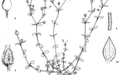 Arenaria serpyllifolia 無心菜