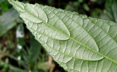 Rubus pyrifolius Sm. 梨葉懸鉤子