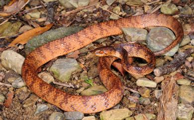 Pareas formosensis (Van Denburgh, 1909) 臺灣鈍頭蛇