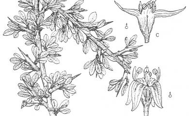 Rhamnus parvifolia Bunge 小葉鼠李
