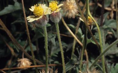 Tridax procumbens 長柄菊