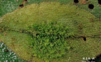 Cololejeunea trichomanis (Gottsche) Steph. 單體疣鱗蘚