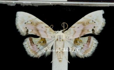 Holocryptis nymphula Rebel, 1909 粉巧燕裳蛾