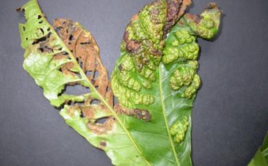 Proartacris pinnatus Wang & Huang, 2012 番龍眼前直峰節蜱