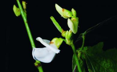 Lablab purpureus (L.) Sweet 鵲豆
