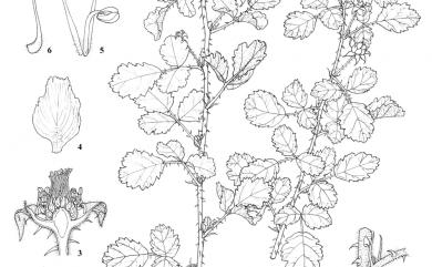 Rubus parvifolius var. parvifolius 紅梅消