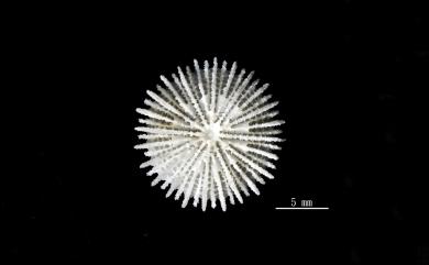 Fungiacyathus margaretae Cairns, 1995 瑪格麗特蕈杯珊瑚
