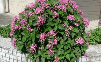 Pentas lanceolata (Forssk.) Deflers 繁星花