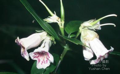 Hemiboea bicornuta (Hayata) Ohwi 角桐草