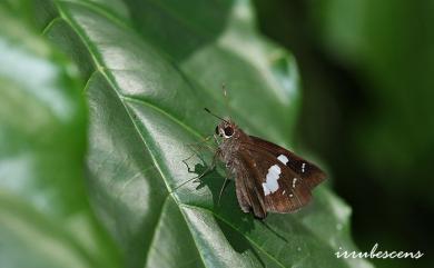 Notocrypta curvifascia (C. Felder & R. Felder, 1862) 袖弄蝶