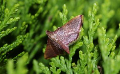 Endotricha olivacealis (Bremer, 1863) 欖綠歧角螟