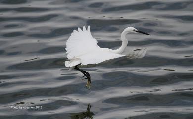 Egretta garzetta (Linnaeus, 1766) 小白鷺