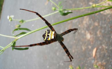 Argiope aetheroides Yin, Wang & Zhang, 1989 中形金蛛