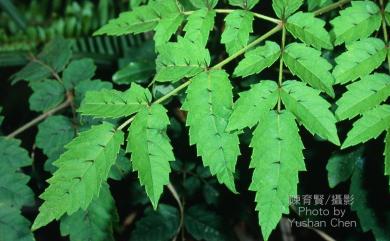 Aralia decaisneana 鵲不踏