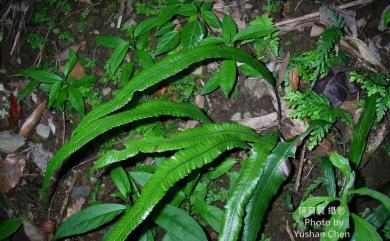 Deparia lancea (Thunb.) Fraser-Jenk. 單葉對囊蕨