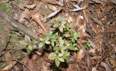 Rhododendron simsii 唐杜鵑