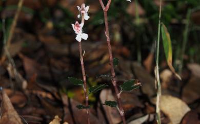 Odontochilus nanlingensis (L.P.Siu & K.Y.Lang) Ormerod 南嶺齒唇蘭