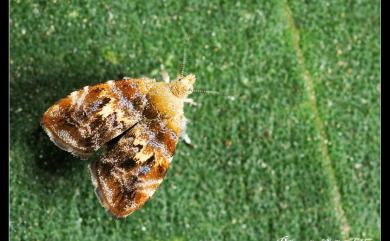 Choreutis sexfasciella (Sauber, 1902) 六帶桑舞蛾