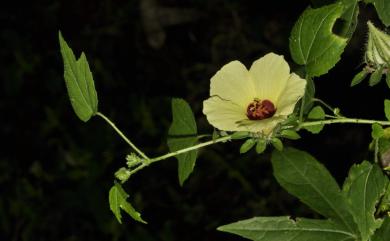 Hibiscus surattensis 刺芙蓉