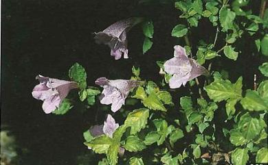 Strobilanthes rankanensis Hayata 蘭嵌馬藍
